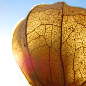 Balance kommt aus dem Bauch Das vegetative Nervensystem als Basis für die Gesundheit